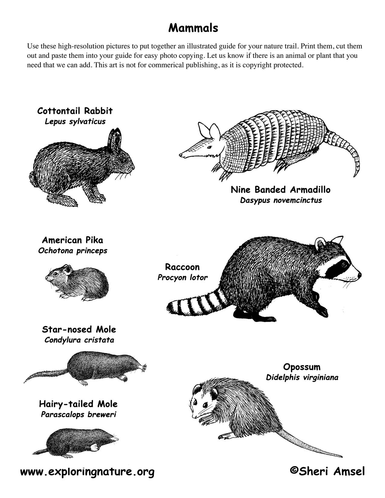 Mammals List